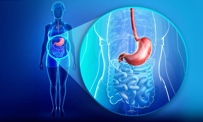 Stomaco, Vitamina B12 e Magnesio