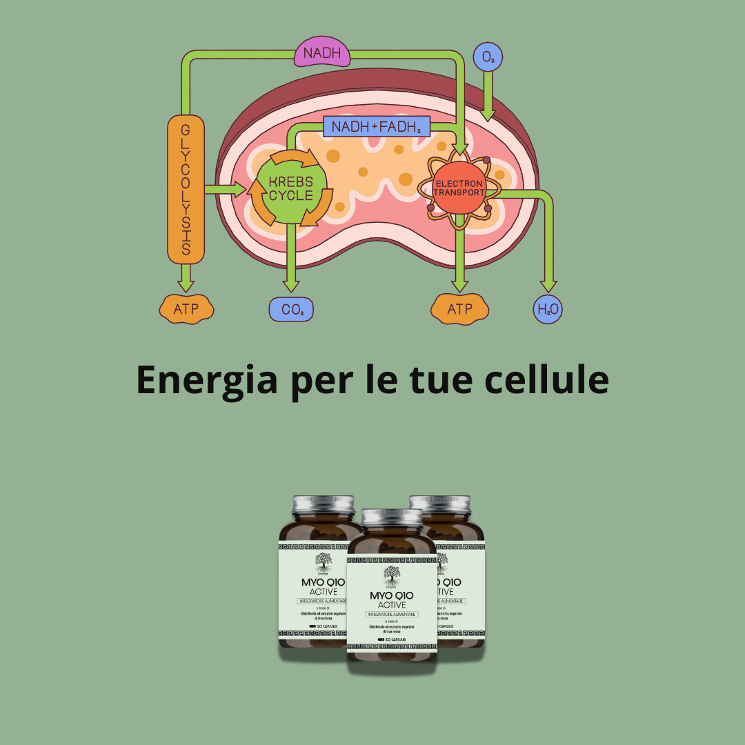 MYO Q10 ACTIVE - UBICHINOLO